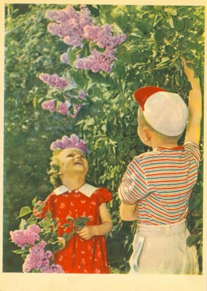 Сирень цветет, 1962 год