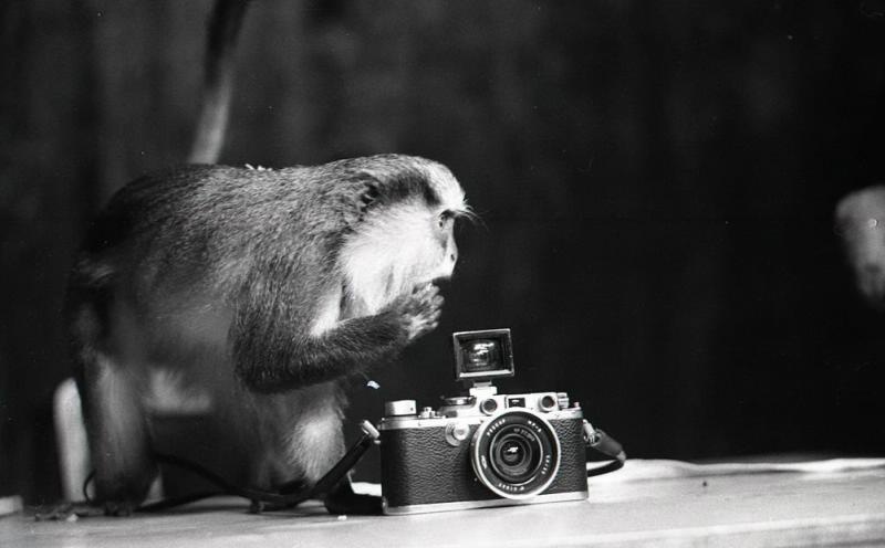 Обезьяна с фотоаппаратом, 1962 год