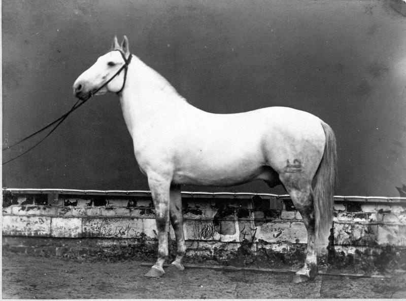 Конь Узелок, 1870-е