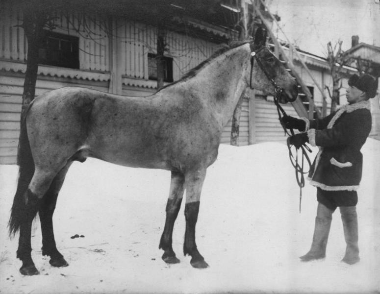 Жеребец с конюхом зимой, 1890-е. Выставка «Рождественское настроение» с этой фотографией.&nbsp;