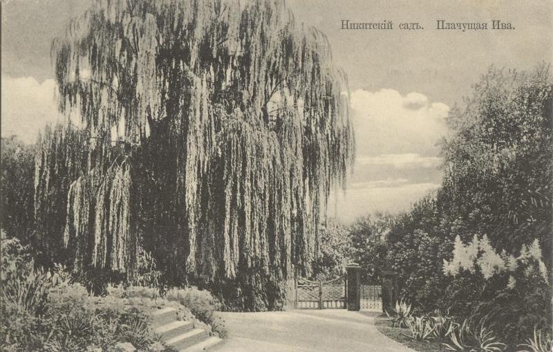 Никитский сад. Плачущая Ива, 1910-е, Таврическая губ., г. Ялта. Выставка «Никитский ботанический сад» с этой фотографией.&nbsp;