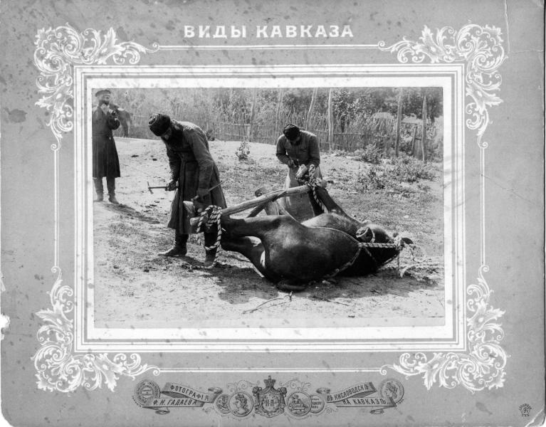 Кузнецы подковывают буйвола, 1900-е, Терская обл., станица Кисловодская