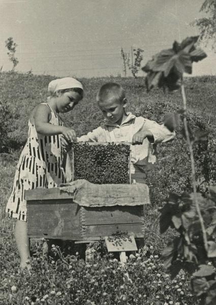 Юные натуралисты-пчеловоды, 1939 год, г. Сочи. Выставка «Пчелы и ульи» с этой фотографией.&nbsp;
