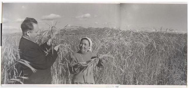 Урожай пшеницы, 1970-е