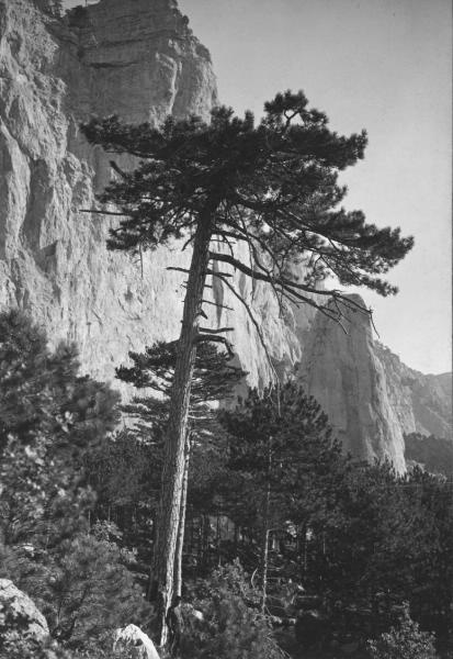 Гора Шаан-Кая близ Симеиза, 1903 - 1910, Таврическая губ., дер. Симеиз