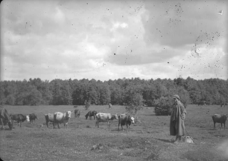 Пастушок и стадо коров в поле, 1920-е